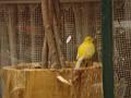 Bird in the storefront window! - detail